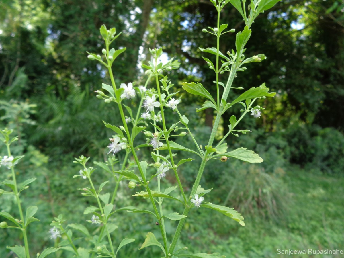 Scoparia dulcis L.